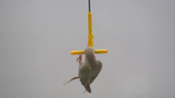 Perruche Joues Vertes Conure Joues Vertes Jouent Les Jouets — Video