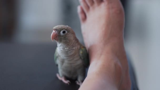 Periquito Faces Verdes Conure Faces Verdes Escondem Atrás Homem Perna — Vídeo de Stock