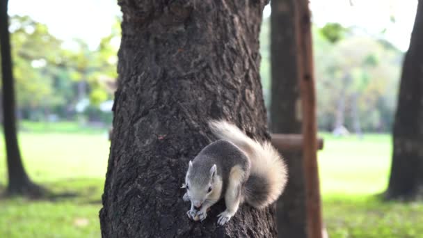 Ardilla Come Nuez Árbol Del Parque — Vídeos de Stock