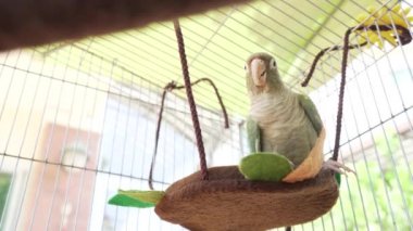 Yeşil yanaklı muhabbet kuşu ya da yeşil yanaklı koni yürüyor, kafese tırmanıyor.