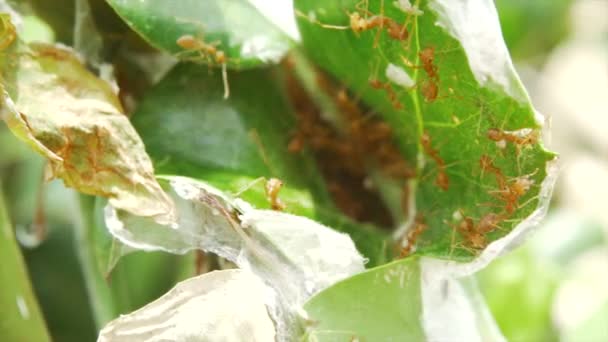 赤蟻が巣をウォーキング — ストック動画