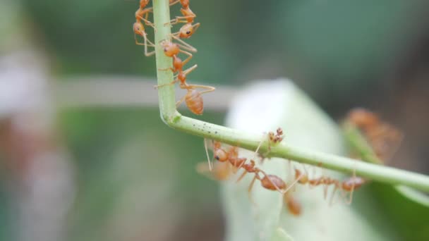 Dallarda Yürüyen Kırmızı Karıncalar — Stok video