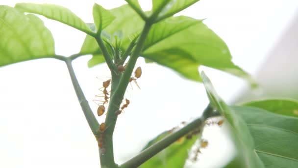 Las Hormigas Rojas Caminando Sobre Árbol — Vídeo de stock