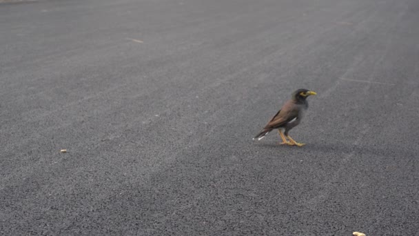 九官鳥が公園で地上階に食べ物を見つける — ストック動画