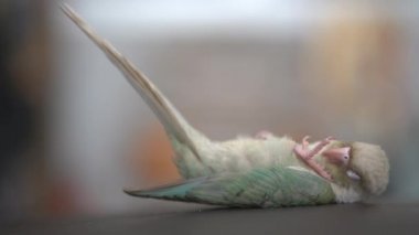 Yeşil yanaklı muhabbet kuşu veya yeşil yanaklı conure kanepede uyuyor.