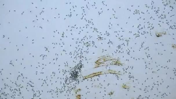 Die Schwarze Ameisenkolonie Der Wand — Stockvideo