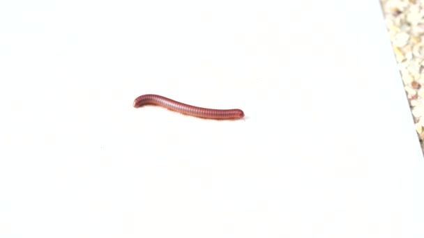 Närbild Millipede Kakelgolv — Stockvideo