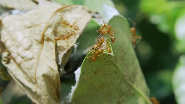 Las Hormigas Rojas Entrando Saliendo Del Nido — Vídeos de Stock