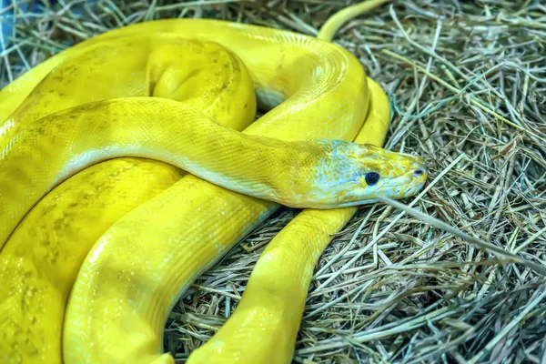 Snake är PET — Stockfoto