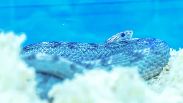 Змея домашнее животное — стоковое фото