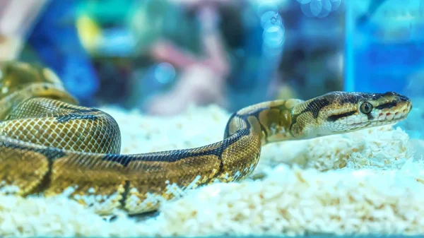 Had je mazlíček — Stock fotografie