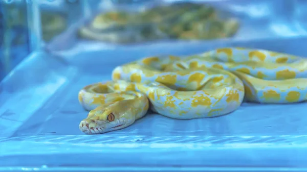 Snake är PET — Stockfoto