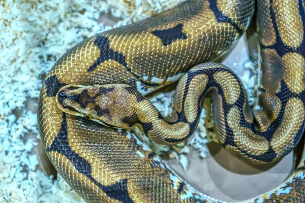 Змея домашнее животное — стоковое фото