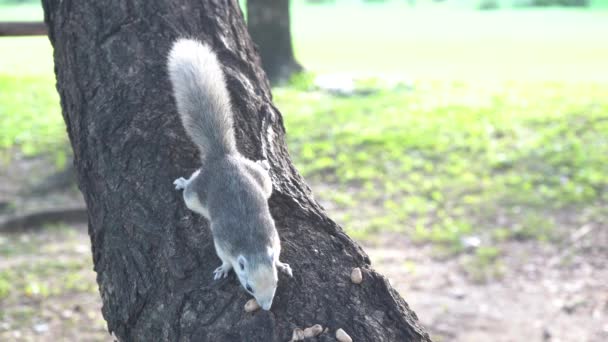 Scoiattolo Mangia Noce Sull Albero Nel Parco — Video Stock