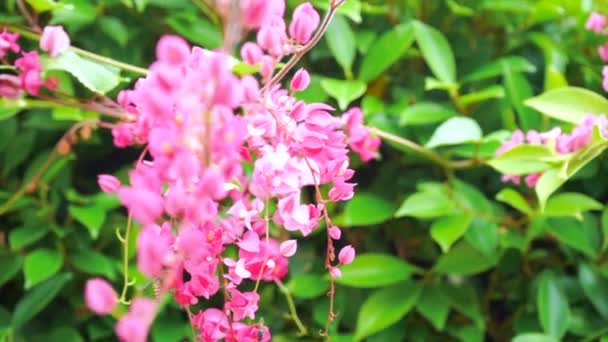 Antigonon Leptopus Horgot Természetben Méhek Repülnek Szél Fúj Finoman Lassú — Stock videók