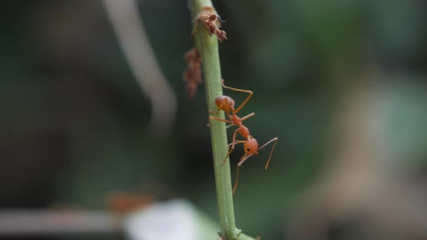 Les Fourmis Rouges Marchant Sur Les Branches — Video