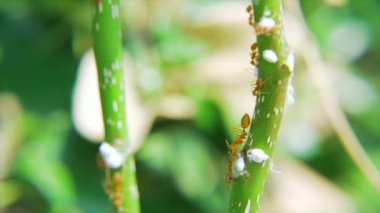 Dallarda yürüyen kırmızı karıncalar.