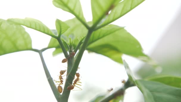Las Hormigas Rojas Caminando Sobre Árbol — Vídeo de stock