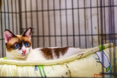 Bir şilte üzerinde uyuyan kedi