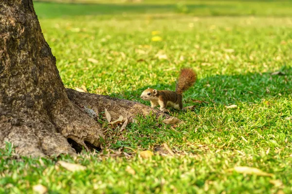 Little squirrel — Stock Photo, Image