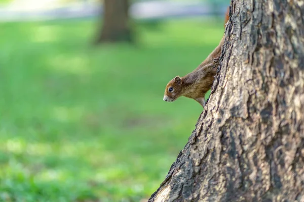 Ormandaki küçük sincap — Stok fotoğraf