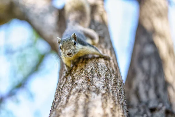 Little squirrel in the forest