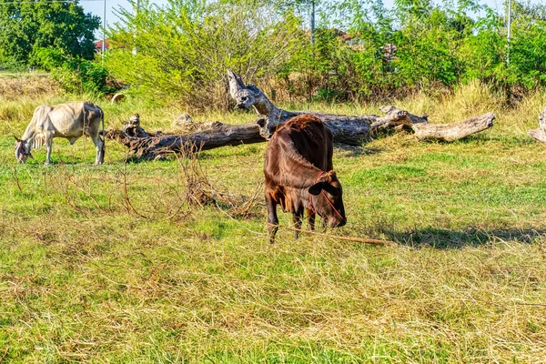 Cow standing on meadow