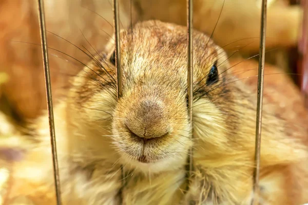 Prairie Dog em uma gaiola — Fotografia de Stock