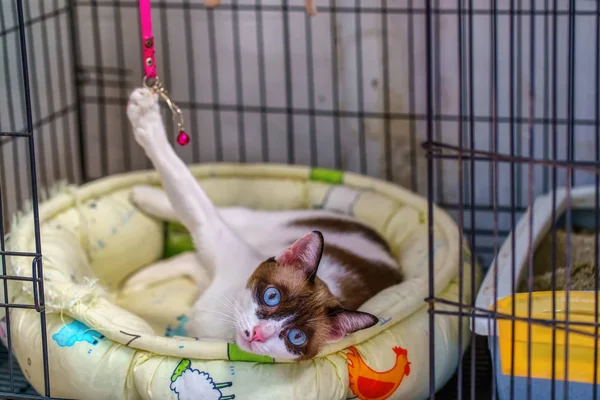 Gato dormindo em um colchão — Fotografia de Stock