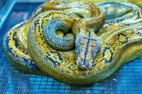 Snake is Pet — Stockfoto