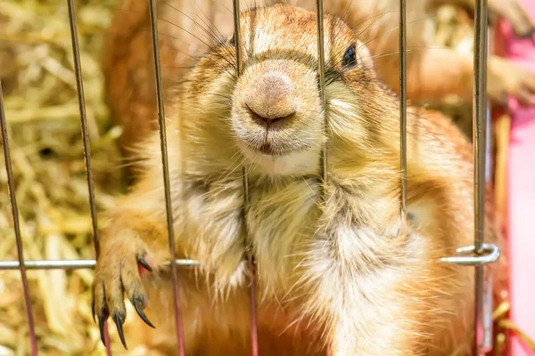 Prairie hond in een kooi — Stockfoto