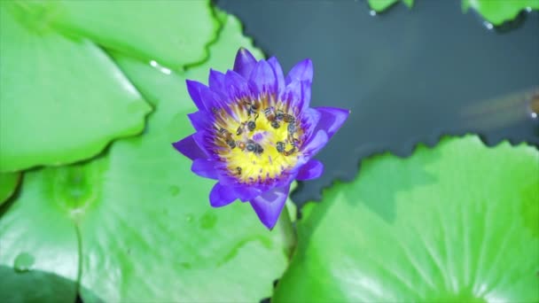 自然を背景に蓮から花粉を食べるミツバチ 4Kスローモーション — ストック動画