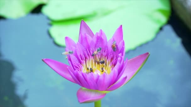 Bienen Fressen Pollen Von Lotus Auf Einem Hintergrund Der Natur — Stockvideo
