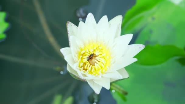 Abeja Comer Polen Loto Fondo Natural Cámara Lenta — Vídeos de Stock