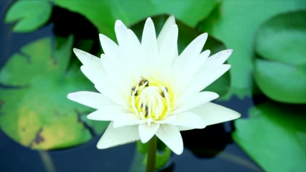 Bienen Fressen Pollen Von Lotus Auf Einem Hintergrund Der Natur — Stockvideo