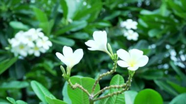 Plumeria çiçek ve rüzgar bir doğa arka planda darbeler. 4k yavaş hareket.