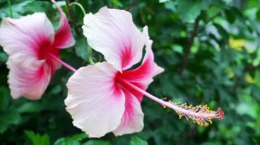 Bir doğa arka planda Hibiscus çiçek ve rüzgar darbeler. 4k yavaş hareket.
