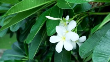 Plumeria çiçek ve rüzgar bir doğa arka planda darbeler. 4k yavaş hareket.