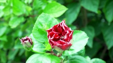 Bir doğa arka planda Hibiscus çiçek ve rüzgar darbeler. 4k yavaş hareket.