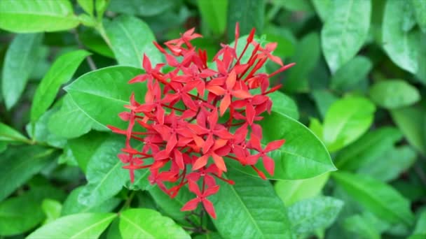 Ixora Flor Viento Sopla Sobre Fondo Naturaleza Cámara Lenta — Vídeos de Stock