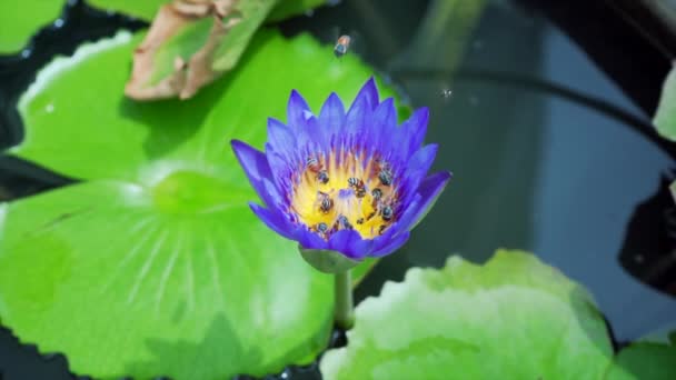 Bijen Eten Stuifmeel Van Lotus Een Natuur Achtergrond Slow Motion — Stockvideo