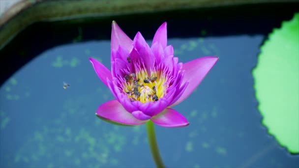 Bee Äta Pollen Från Lotus Natur Bakgrund Slow Motion — Stockvideo