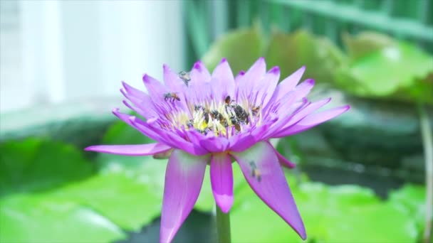 Bee Äta Pollen Från Lotus Natur Bakgrund Slow Motion — Stockvideo