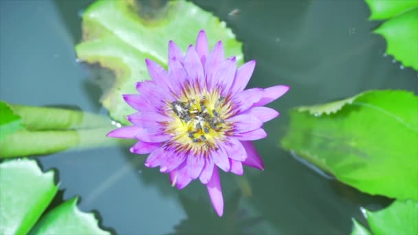 Abeille Mangeant Pollen Lotus Sur Fond Nature Ralenti — Video