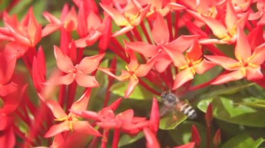 Arılar, arka planda ixora 'dan gelen polenleri uçarak yiyorlar..