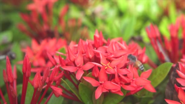 Bijen Vliegen Eten Stuifmeel Van Ixora Een Natuurlijke Achtergrond — Stockvideo