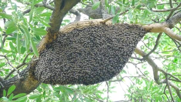 Die Große Bienenwabe Baum Park — Stockvideo