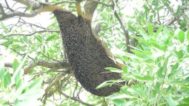 Parktaki ağaçtaki büyük petek..