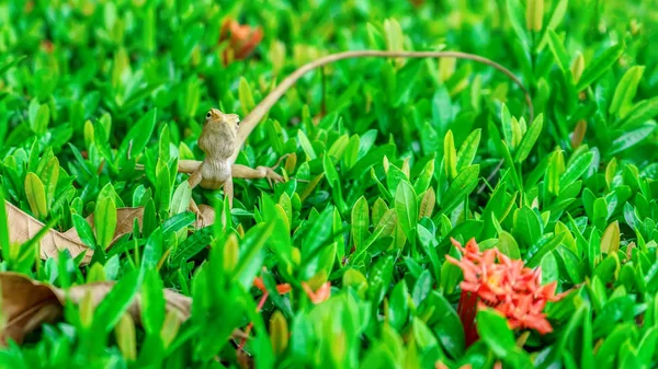 Camaleón en el árbol — Foto de Stock