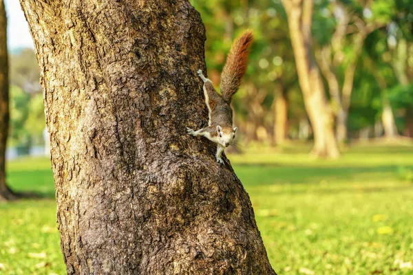 Ormandaki küçük sincap — Stok fotoğraf